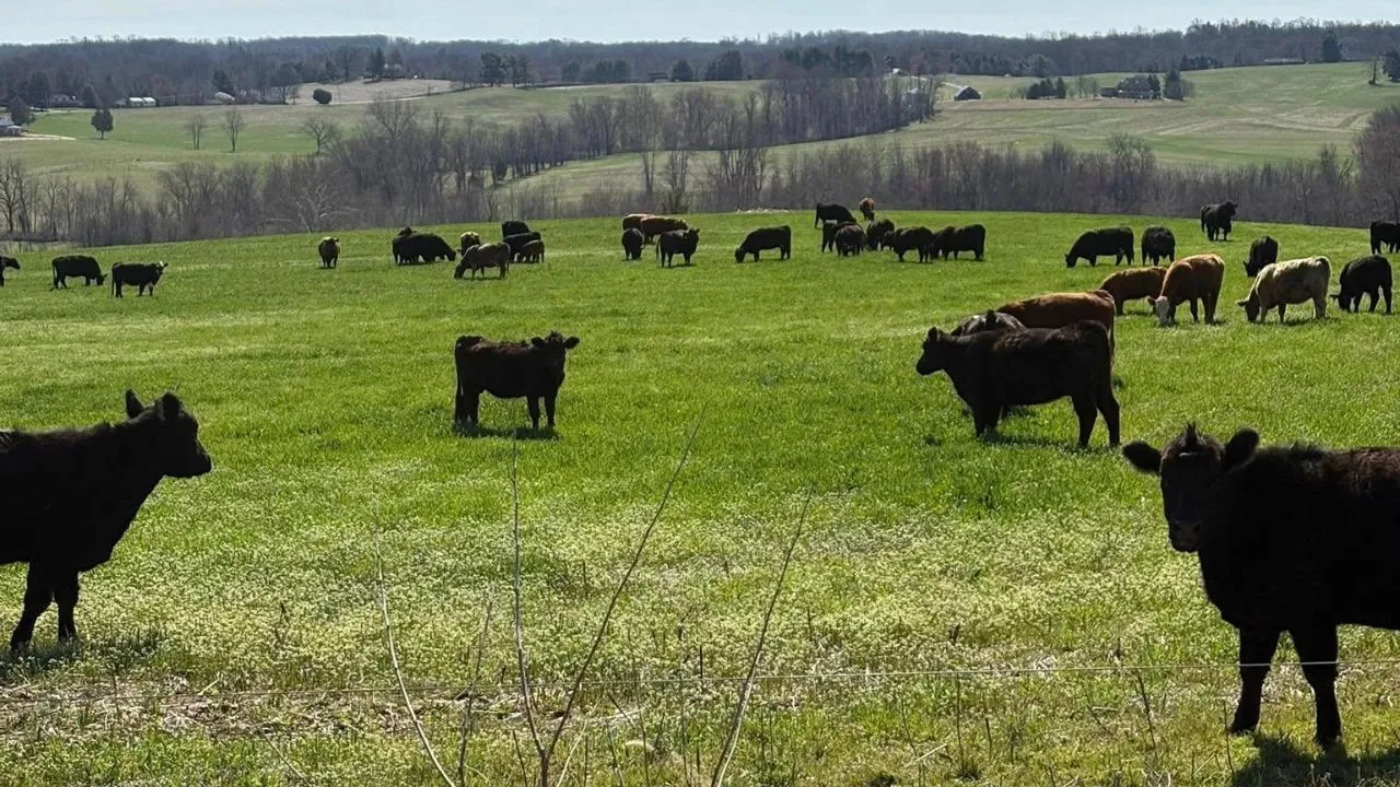 Hickory Chance Farms Pasture